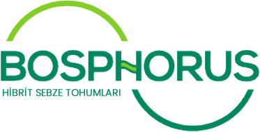 bosphorus tohum